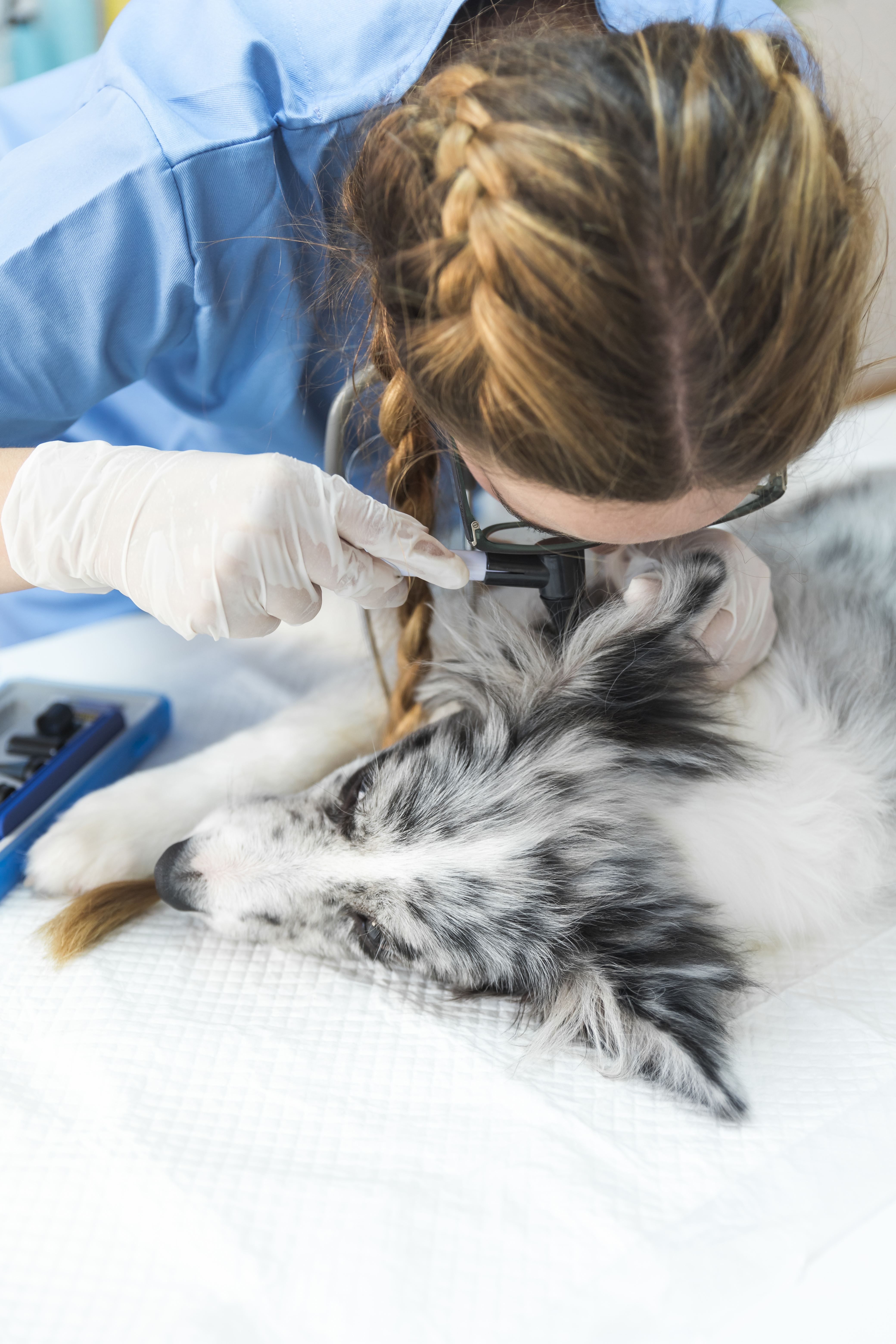 veterinario-examinando-orelha-cao-com-otoscopio-na-clinica-veterinaria